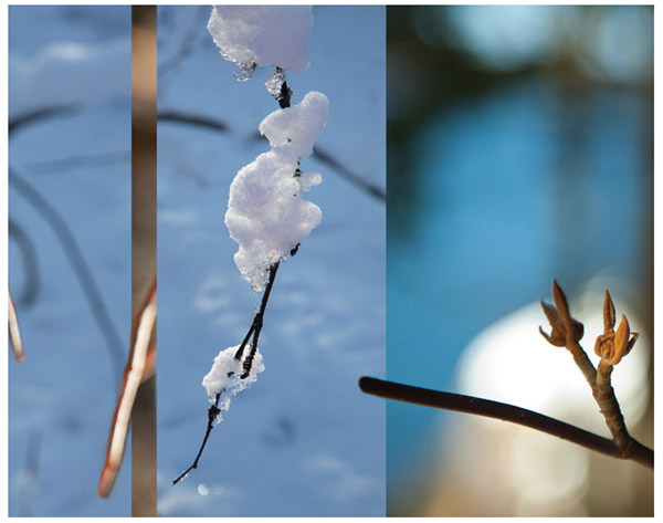 Winter Sticks