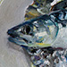 Mackerel September 2014