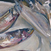 Smelts Under Plastic
