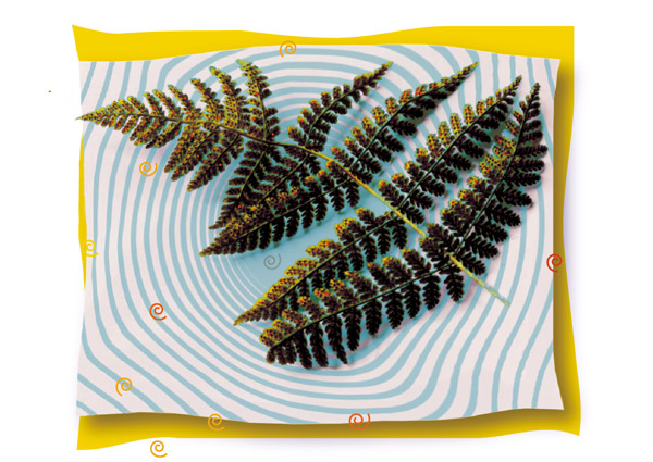Rust Fern