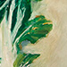Pac Choi