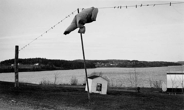 Dog House