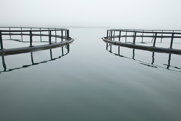 Salmon Pens