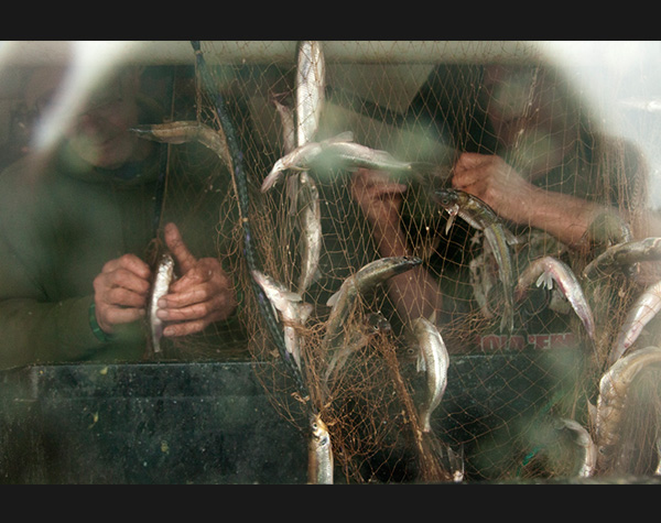 Smelt Nets